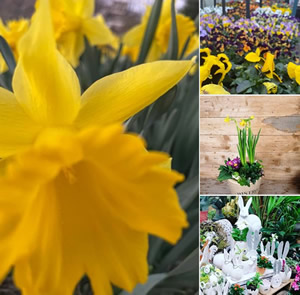 Blumenfachgeschäft - Blumen Geißler Blumenfachgeschäft - Blumen Geißler